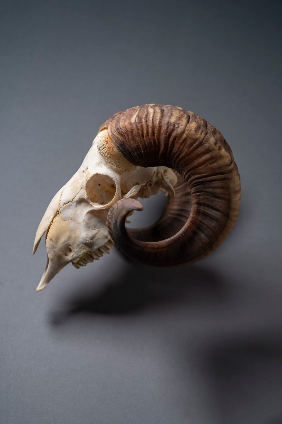 Cráneo de macho cabrío (Capra hircus). Depósito de la Facultad de Veterinaria (ULPGC) en el Museo y Parque Arqueológico Cueva Pintada.