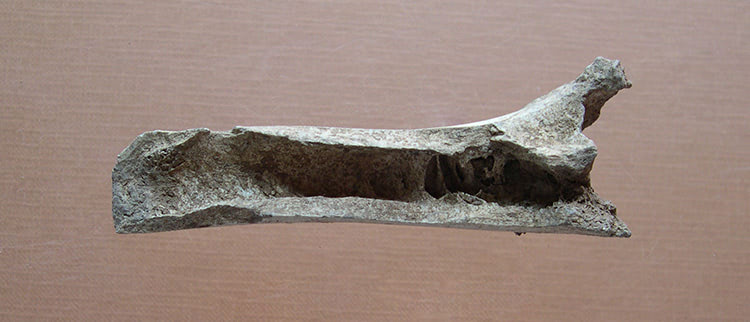 Resto arqueológico de hueso fracturado por la mita para extraer el tuétano.